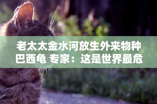 老太太金水河放生外來物種巴西龜 專家：這是世界最危險的100種外來入侵物種之一 