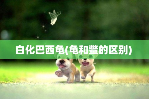 白化巴西龜(龜和鱉的區別) 