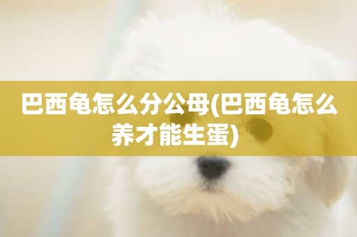 巴西龜怎么分公母(巴西龜怎么養才能生蛋) 
