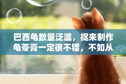 巴西龜數量泛濫，捉來制作龜苓膏一定很不錯，不如從現在就開始吧 