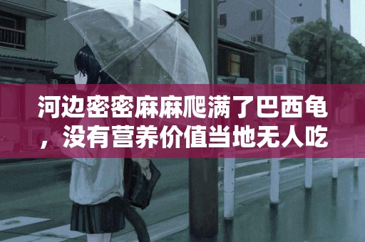 河邊密密麻麻爬滿了巴西龜，沒有營養價值當地無人吃 