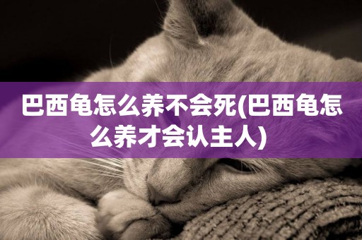 巴西龜怎么養不會死(巴西龜怎么養才會認主人) 