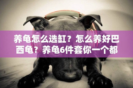 養龜怎么選缸？怎么養好巴西龜？養龜6件套你一個都不能少 