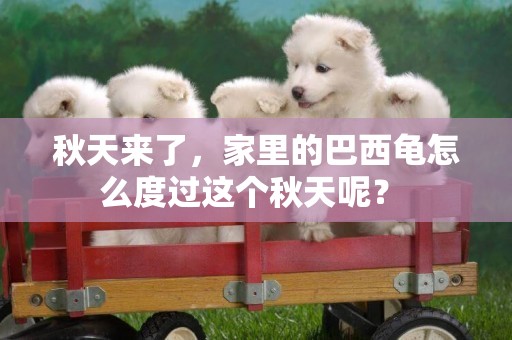 秋天來了，家里的巴西龜怎么度過這個秋天呢？ 