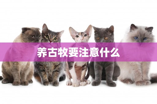養古牧要注意什么