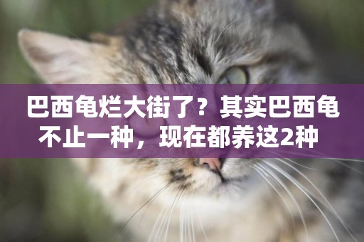巴西龜爛大街了？其實巴西龜不止一種，現在都養這2種 
