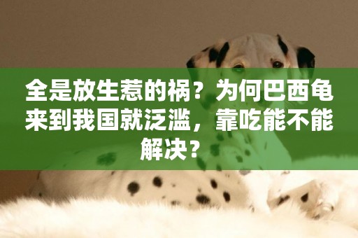 全是放生惹的禍？為何巴西龜來到我國就泛濫，靠吃能不能解決？ 