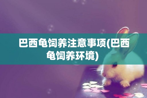 巴西龜飼養注意事項(巴西龜飼養環境) 