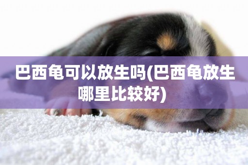 巴西龜可以放生嗎(巴西龜放生哪里比較好) 