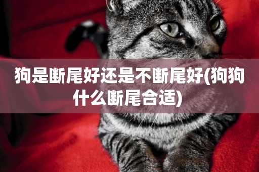 狗是斷尾好還是不斷尾好(狗狗什么斷尾合適) 