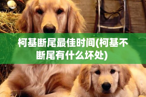 柯基斷尾最佳時間(柯基不斷尾有什么壞處) 