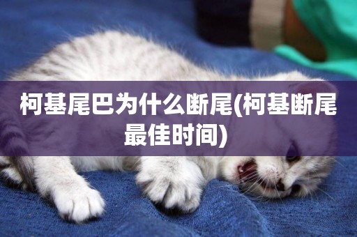 柯基尾巴為什么斷尾(柯基斷尾最佳時間) 