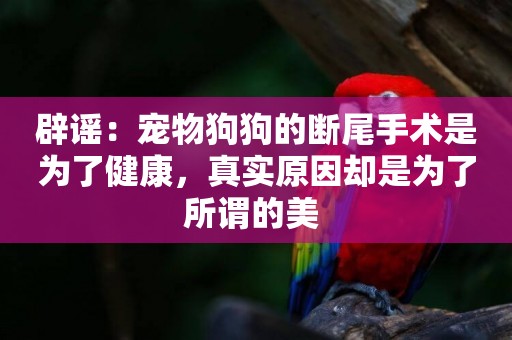 辟謠：寵物狗狗的斷尾手術是為了健康，真實原因卻是為了所謂的美 