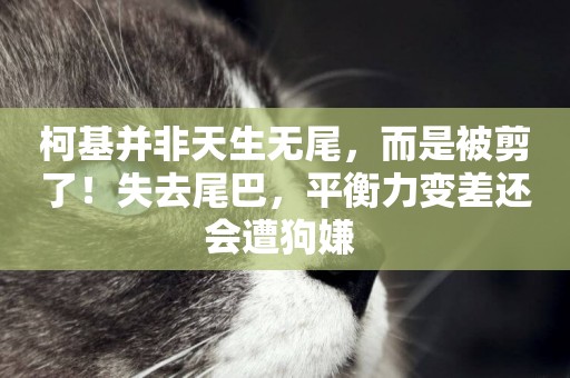 柯基并非天生無尾，而是被剪了！失去尾巴，平衡力變差還會遭狗嫌 