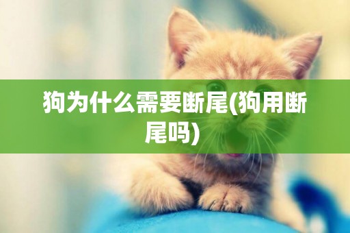 狗為什么需要斷尾(狗用斷尾嗎) 