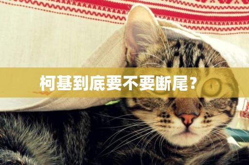 柯基到底要不要斷尾？ 