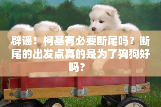 辟謠！柯基有必要斷尾嗎？斷尾的出發點真的是為了狗狗好嗎？ 