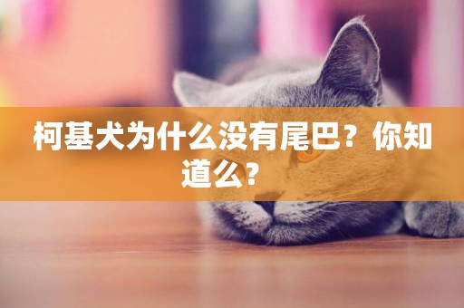 柯基犬為什么沒有尾巴？你知道么？ 