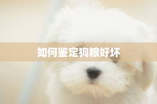 如何鑒定狗糧好壞