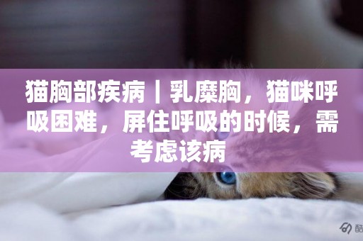 貓胸部疾病｜乳糜胸，貓咪呼吸困難，屏住呼吸的時候，需考慮該病 