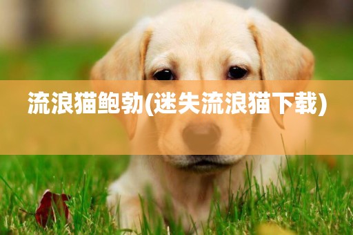 流浪貓鮑勃(迷失流浪貓下載) 