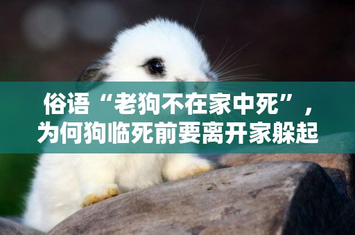俗語“老狗不在家中死”，為何狗臨死前要離開家躲起來？有依據嗎 
