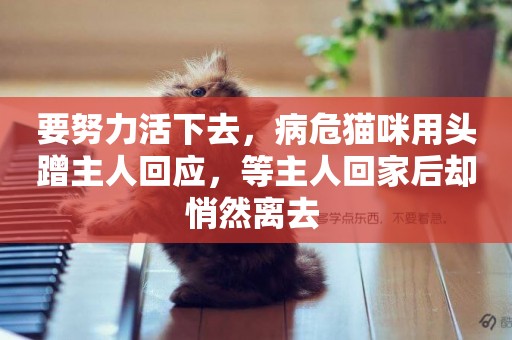 要努力活下去，病危貓咪用頭蹭主人回應，等主人回家后卻悄然離去 
