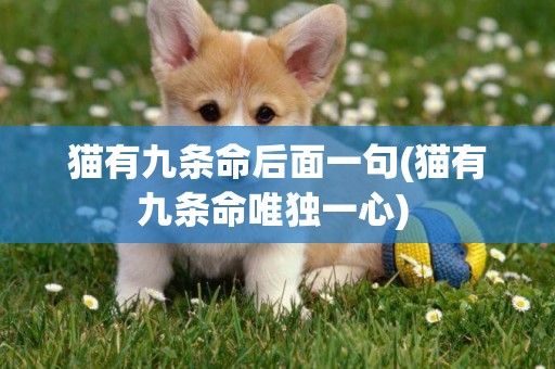 貓有九條命后面一句(貓有九條命唯獨一心) 