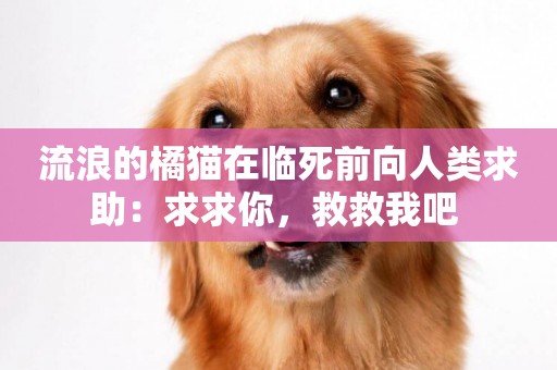 流浪的橘貓在臨死前向人類求助：求求你，救救我吧 