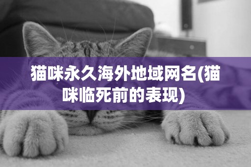 貓咪永久海外地域網名(貓咪臨死前的表現) 