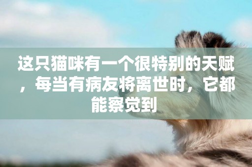 這只貓咪有一個很特別的天賦，每當有病友將離世時，它都能察覺到 