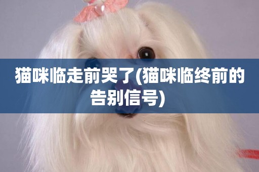 貓咪臨走前哭了(貓咪臨終前的告別信號) 