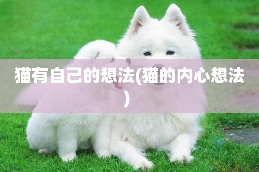 貓有自己的想法(貓的內心想法) 