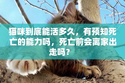 貓咪到底能活多久，有預知死亡的能力嗎，死亡前會離家出走嗎？ 