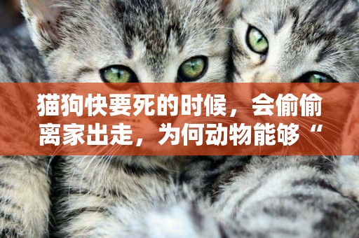 貓狗快要死的時候，會偷偷離家出走，為何動物能夠“預知”死亡？ 
