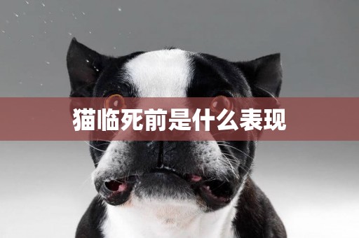 貓臨死前是什么表現