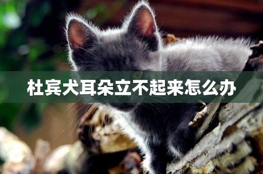 杜賓犬耳朵立不起來怎么辦