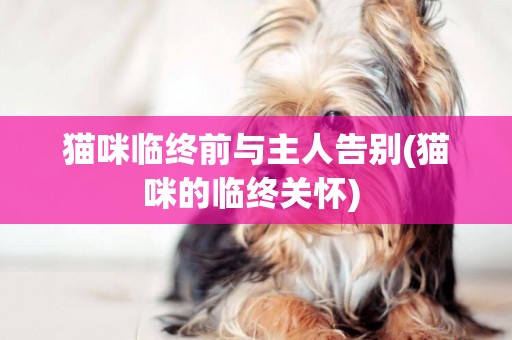 貓咪臨終前與主人告別(貓咪的臨終關懷) 