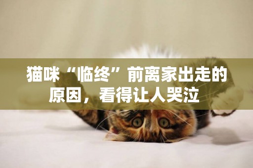 貓咪“臨終”前離家出走的原因，看得讓人哭泣 