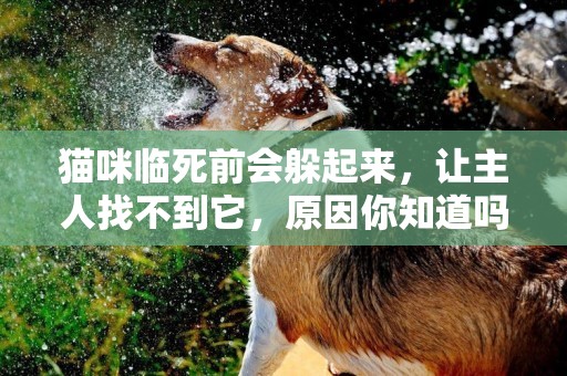 貓咪臨死前會躲起來，讓主人找不到它，原因你知道嗎？ 