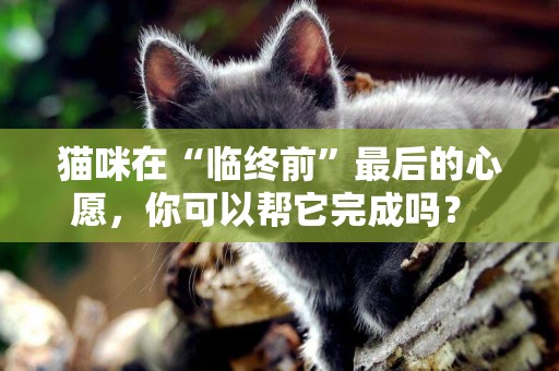 貓咪在“臨終前”最后的心愿，你可以幫它完成嗎？ 