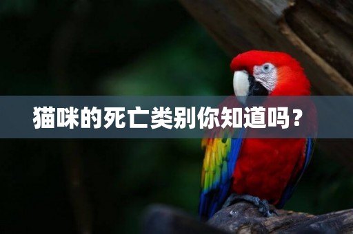 貓咪的死亡類別你知道嗎？ 