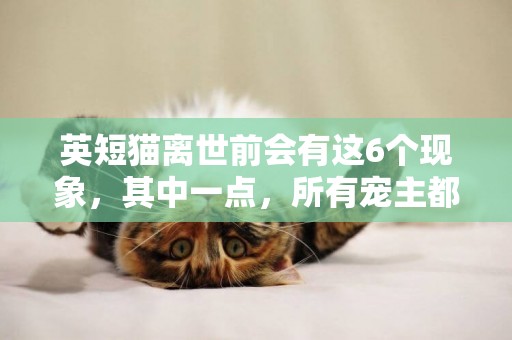 英短貓離世前會有這6個現象，其中一點，所有寵主都不希望看到 