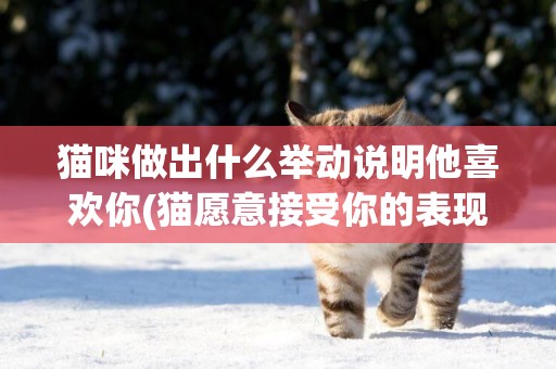 貓咪做出什么舉動說明他喜歡你(貓愿意接受你的表現) 
