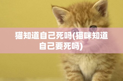 貓知道自己死嗎(貓咪知道自己要死嗎) 