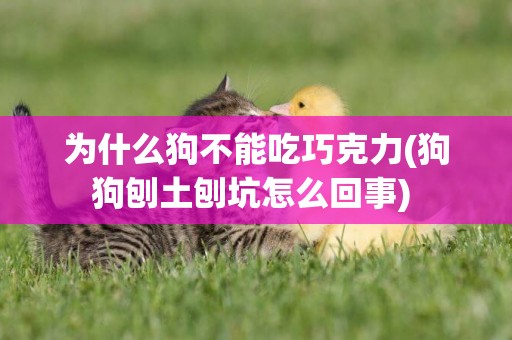 為什么狗不能吃巧克力(狗狗刨土刨坑怎么回事) 