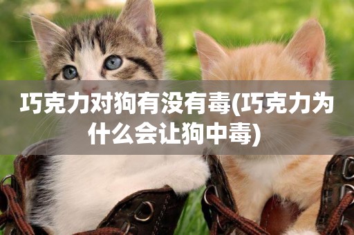 巧克力對狗有沒有毒(巧克力為什么會讓狗中毒) 