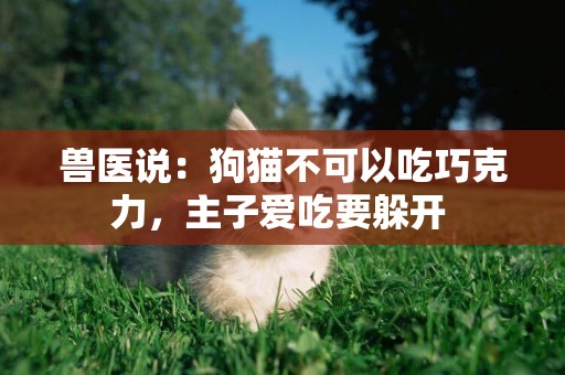 獸醫說：狗貓不可以吃巧克力，主子愛吃要躲開 