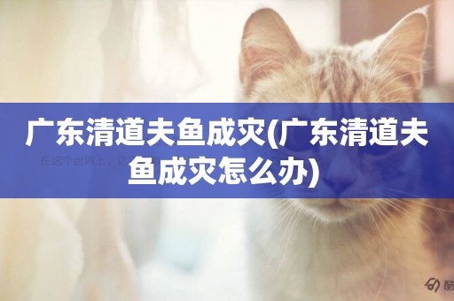 廣東清道夫魚成災(廣東清道夫魚成災怎么辦) 