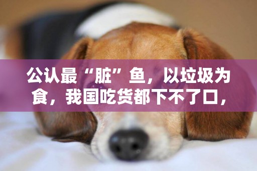 公認最“臟”魚，以垃圾為食，我國吃貨都下不了口，卻在印度火了 